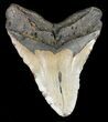 Huge, Megalodon Tooth - North Carolina #49513-2